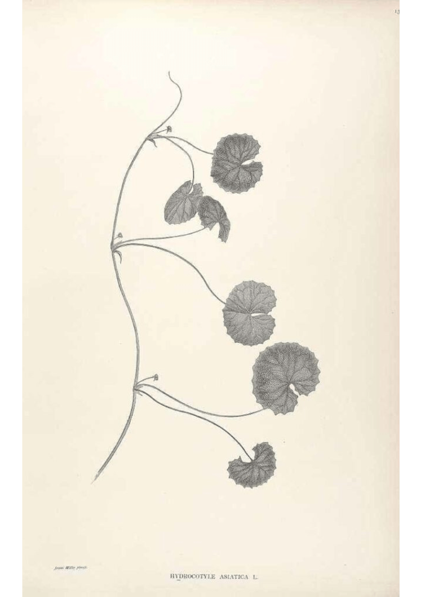 Gotu Kola: Botanical Monograph Worksheet - Ministry of Neteru Apothecary