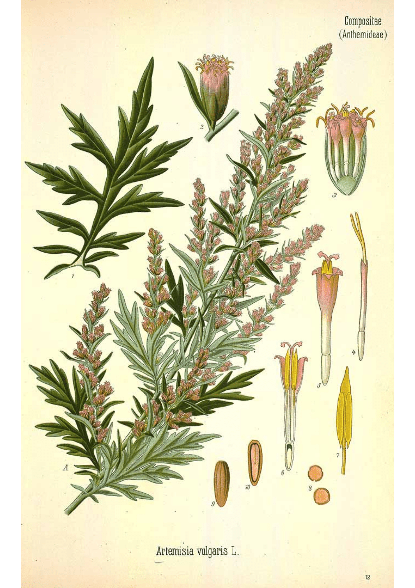 Mugwort: Botanical Monograph Worksheet - Ministry of Neteru Apothecary