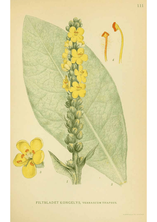Mullein: Botanical Monograph Worksheet - Ministry of Neteru Apothecary