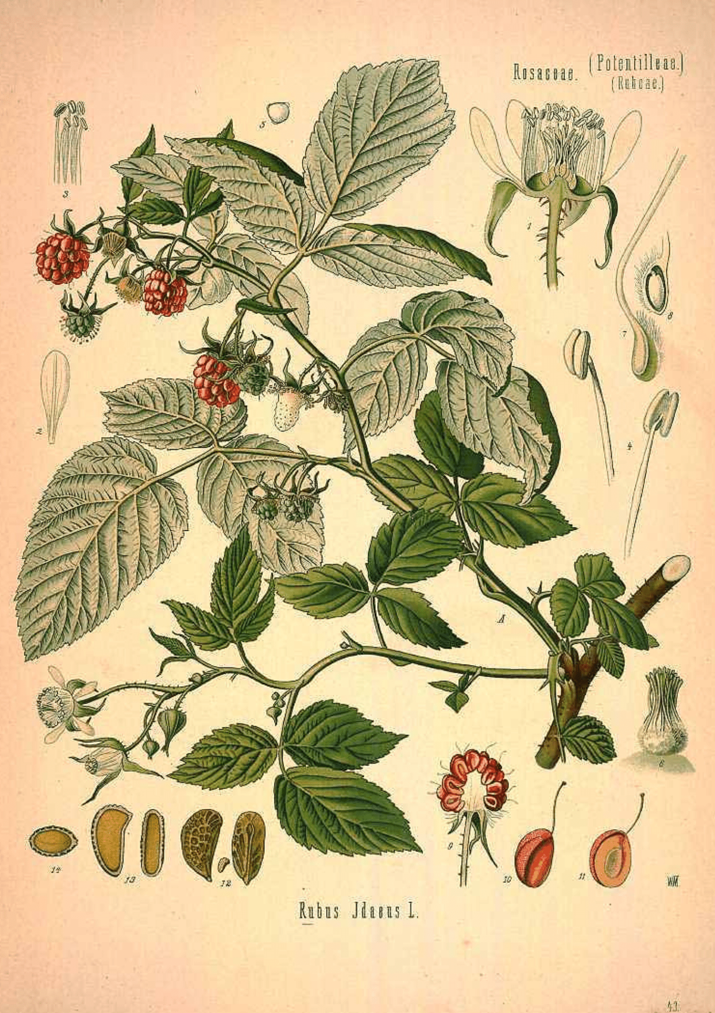 Red Raspberry: Botanical Monograph Worksheet - Ministry of Neteru Apothecary
