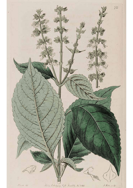 Tulsi: Botanical Monograph Worksheet - Ministry of Neteru Apothecary
