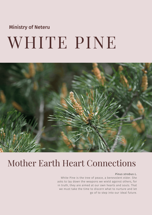 White Pine: Plant Connection Booklet (digital) - Ministry of Neteru Apothecary