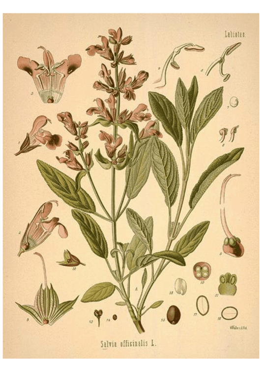 White Sage: Botanical Monograph Worksheet - Ministry of Neteru Apothecary