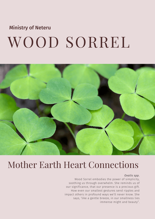 Wood Sorrel: Plant Connection Booklet (digital) - Ministry of Neteru Apothecary