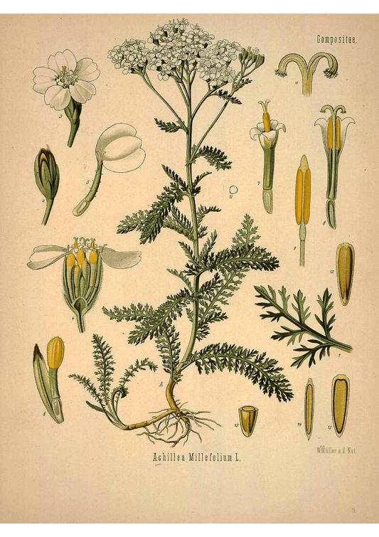 Yarrow: Botanical Monograph Worksheet - Ministry of Neteru Apothecary