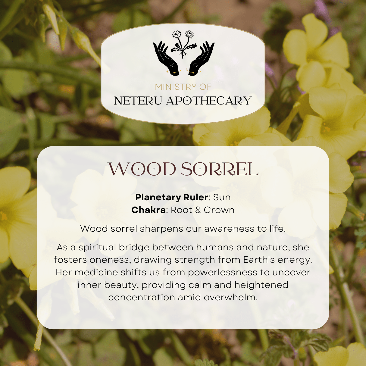Flower Essences - Ministry of Neteru Apothecary