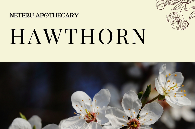 Plant Connection Books - Ministry of Neteru Apothecary