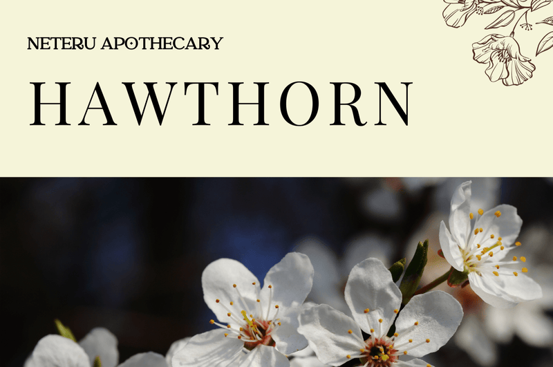 Herbal Courses & Education - Ministry of Neteru Apothecary