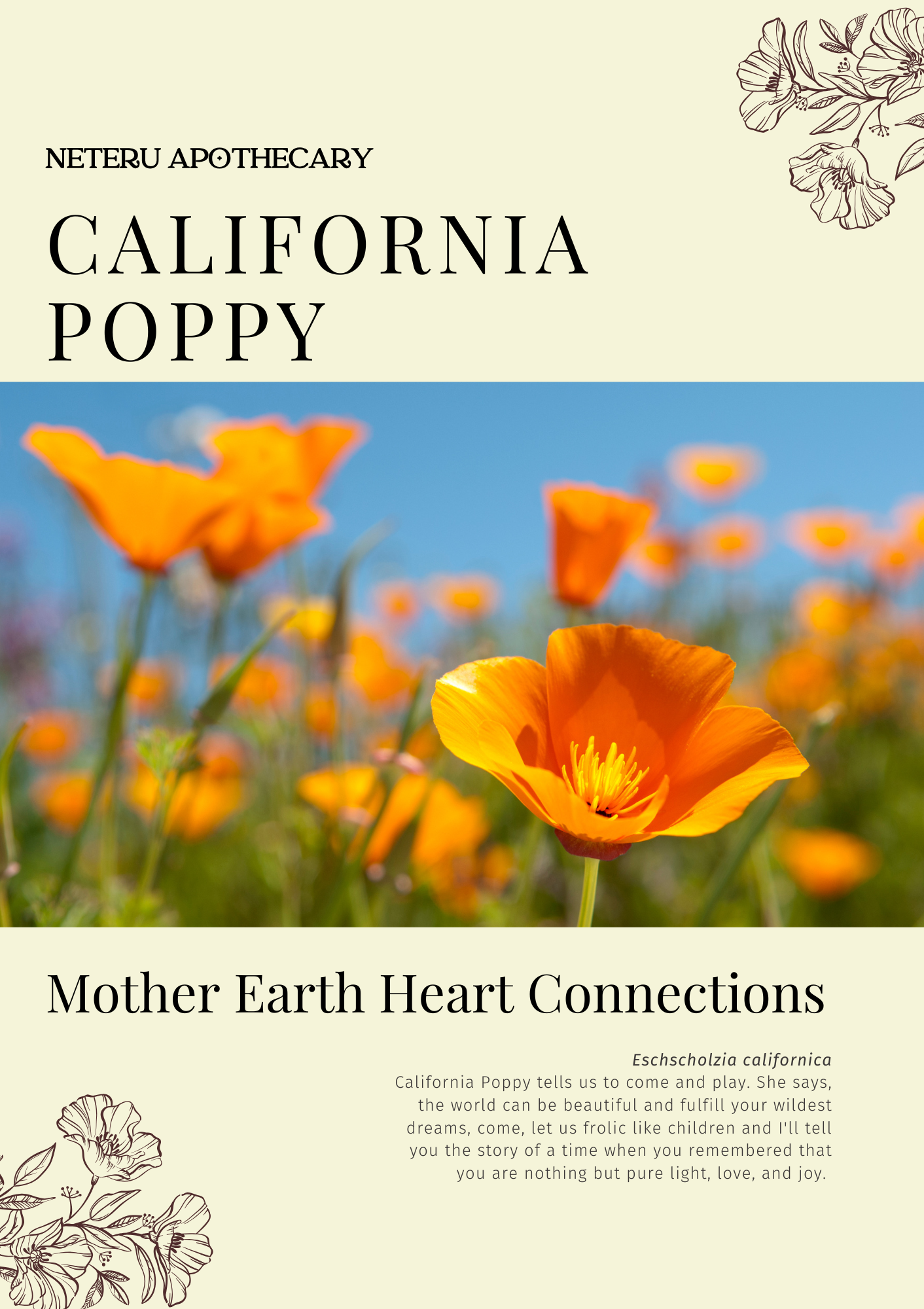 California Poppy: Sacred Herbalism Booklet (digital)