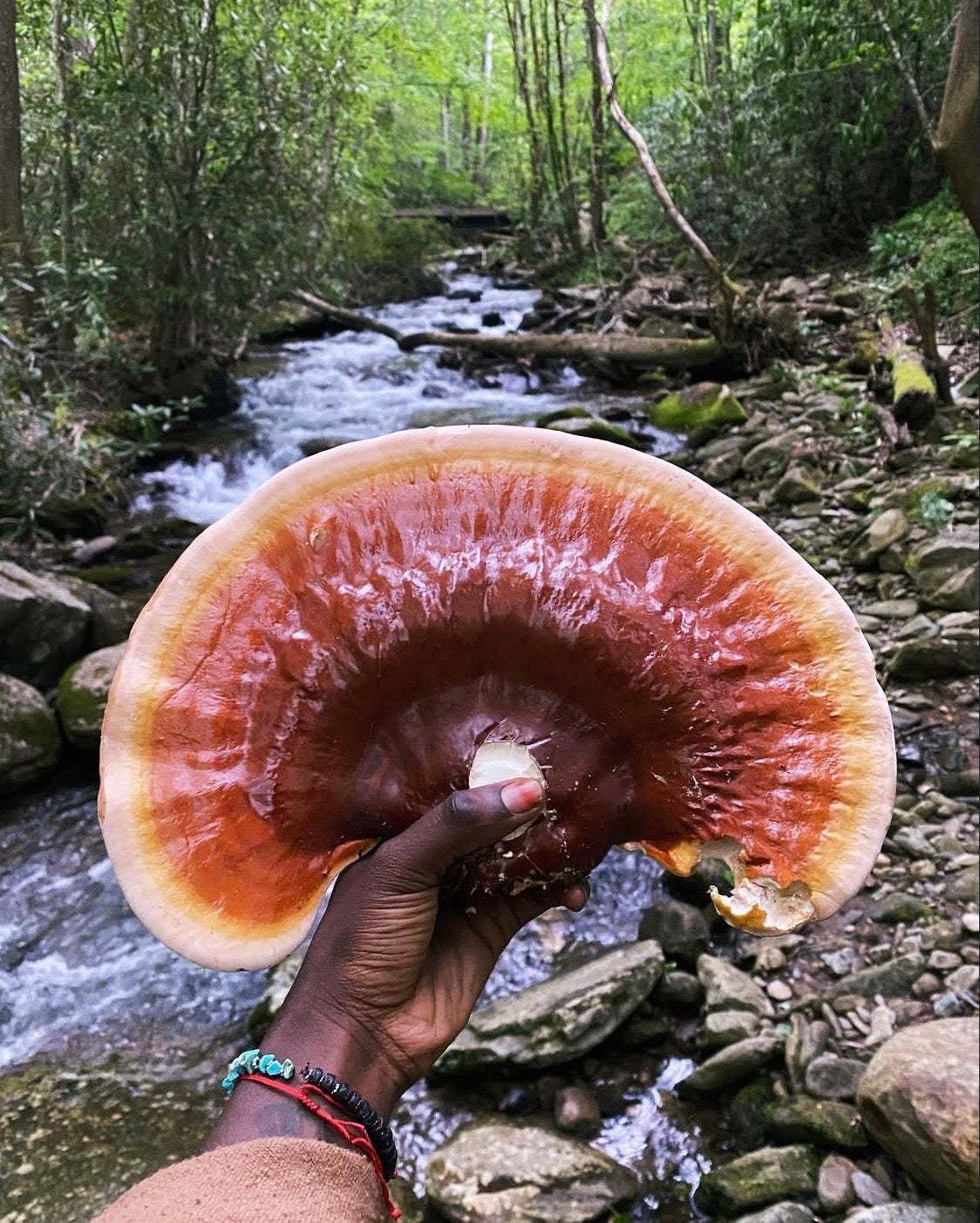 Reishi Extract