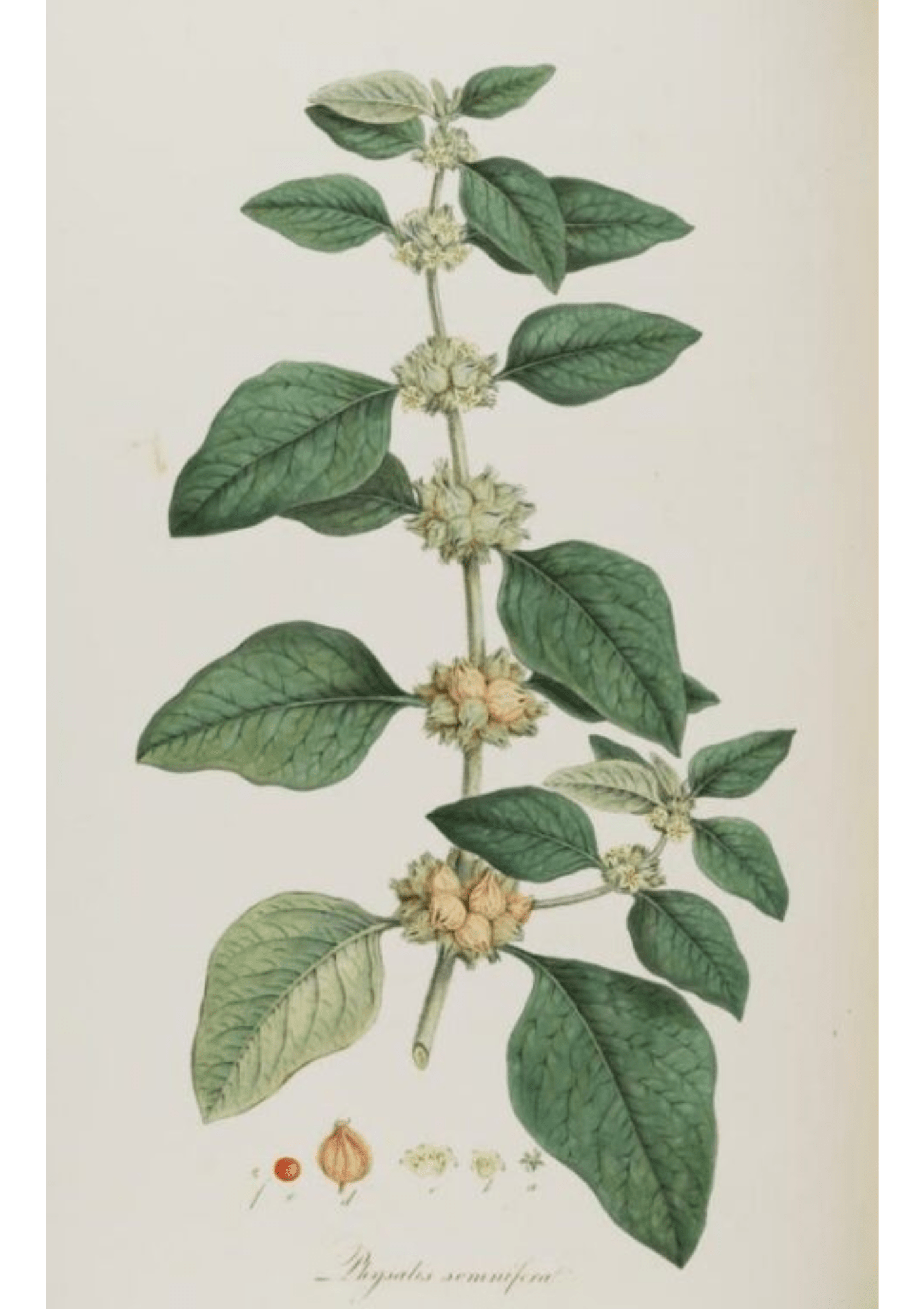 Ashwagandha: Botanical Monograph Worksheet - Ministry of Neteru Apothecary