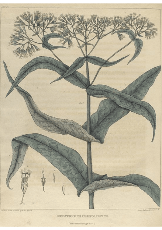 Blue Boneset: Botanical Monograph Worksheet - Ministry of Neteru Apothecary