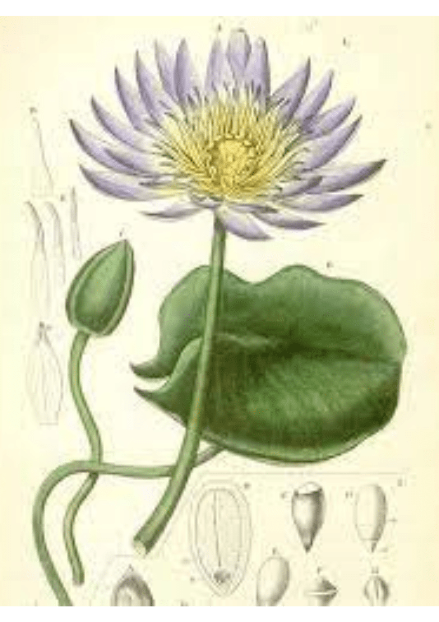 Blue Lotus: Botanical Monograph Worksheet - Ministry of Neteru Apothecary
