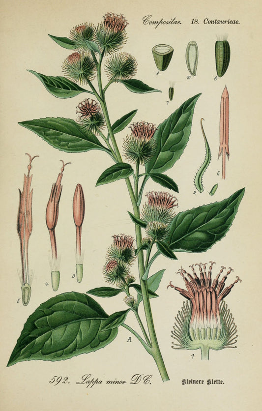 Burdock: Botanical Monograph Worksheet - Ministry of Neteru Apothecary