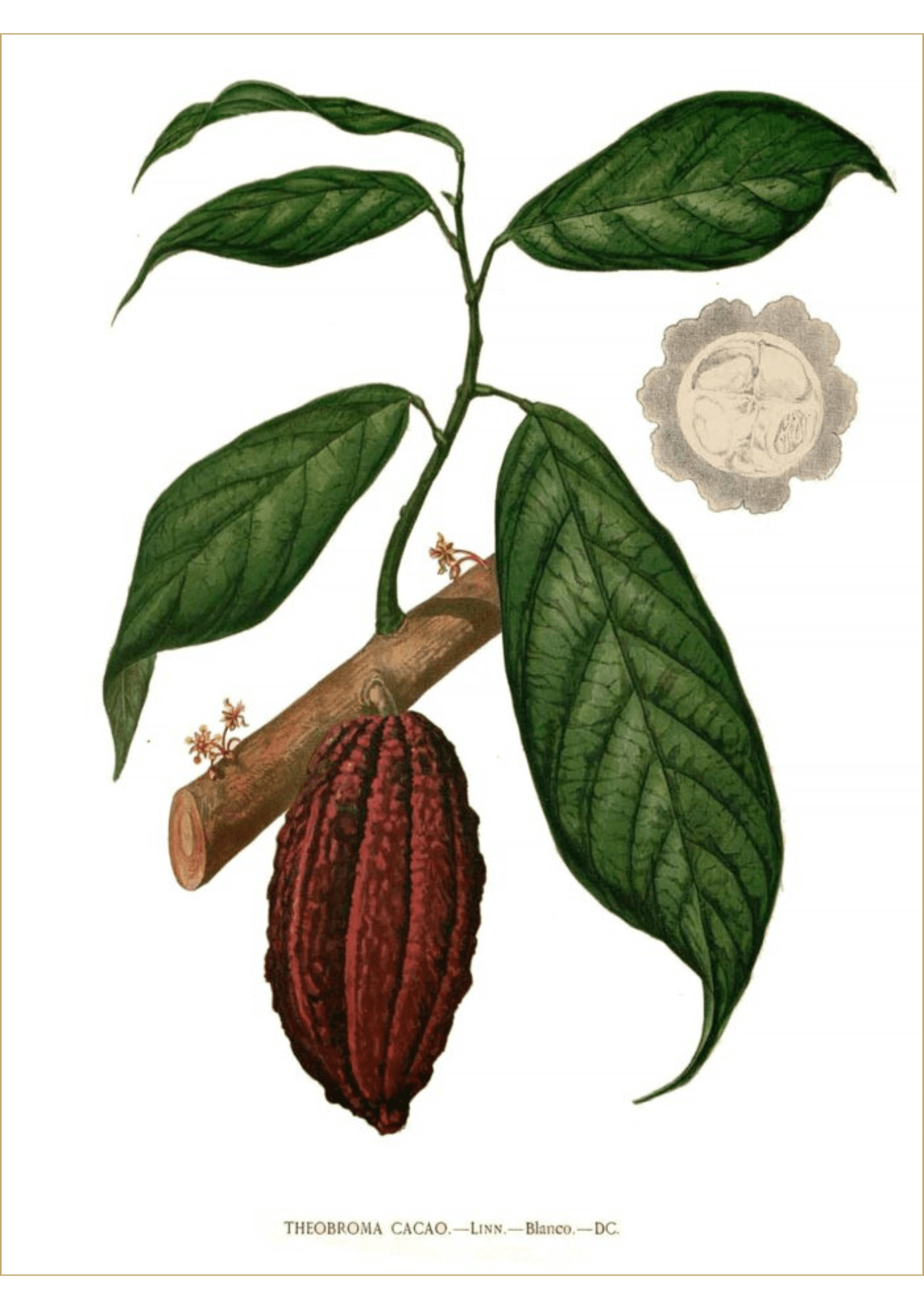 Cacao: Botanical Monograph Worksheet - Ministry of Neteru Apothecary