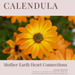 Calendula: Plant Connection Booklet (digital) - Ministry of Neteru Apothecary