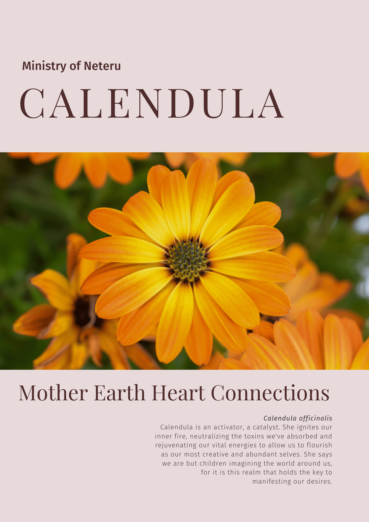 Calendula: Plant Connection Booklet (digital) - Ministry of Neteru Apothecary