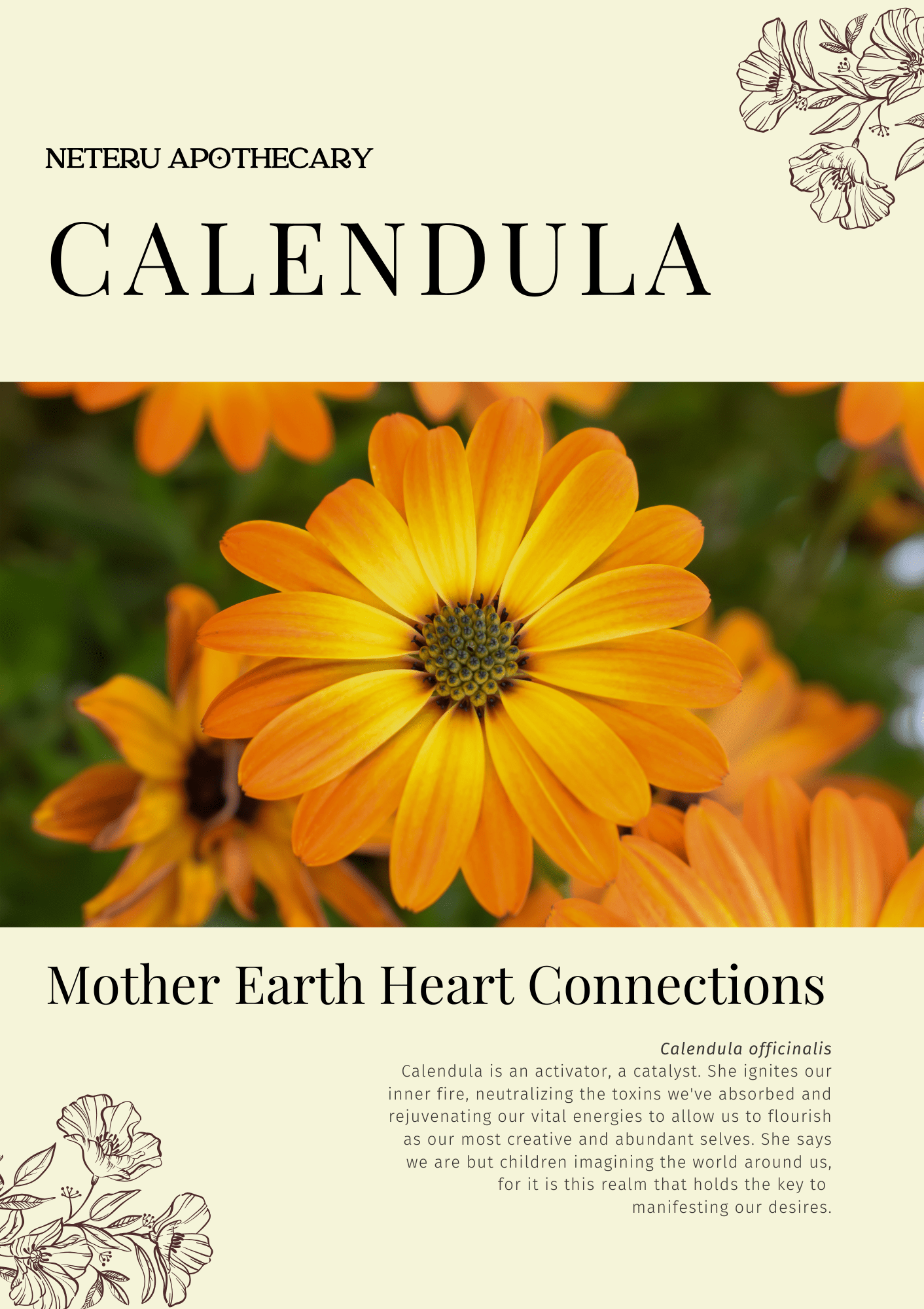 Calendula: Sacred Herbalism Booklet (digital) - Ministry of Neteru Apothecary