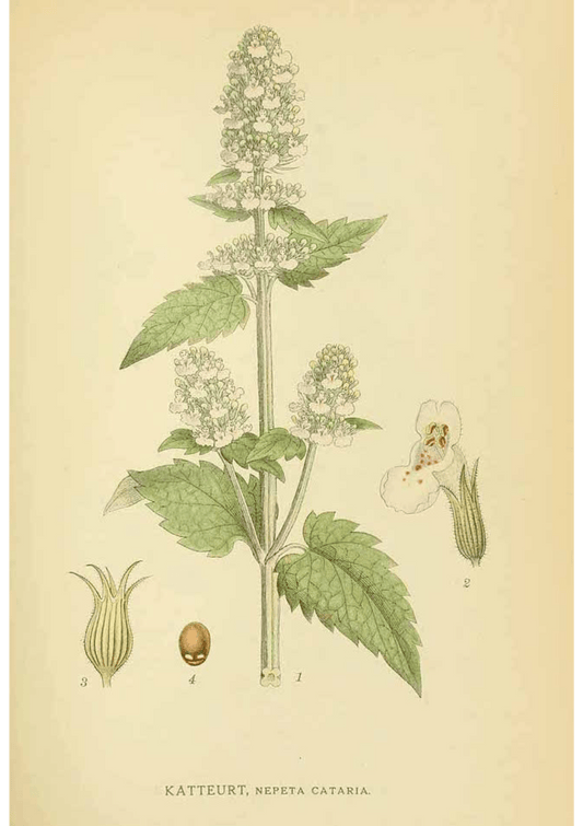 Catmint: Botanical Monograph Worksheet - Ministry of Neteru Apothecary