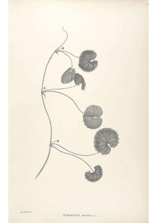 Gotu Kola: Botanical Monograph Worksheet - Ministry of Neteru Apothecary
