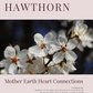 Hawthorn: Plant Connection Booklet (digital) - Ministry of Neteru Apothecary