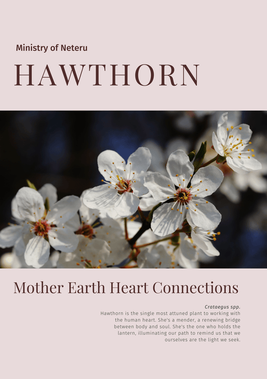 Hawthorn: Plant Connection Booklet (digital) - Ministry of Neteru Apothecary