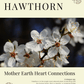Hawthorn: Sacred Herbalism Booklet (digital) - Ministry of Neteru Apothecary