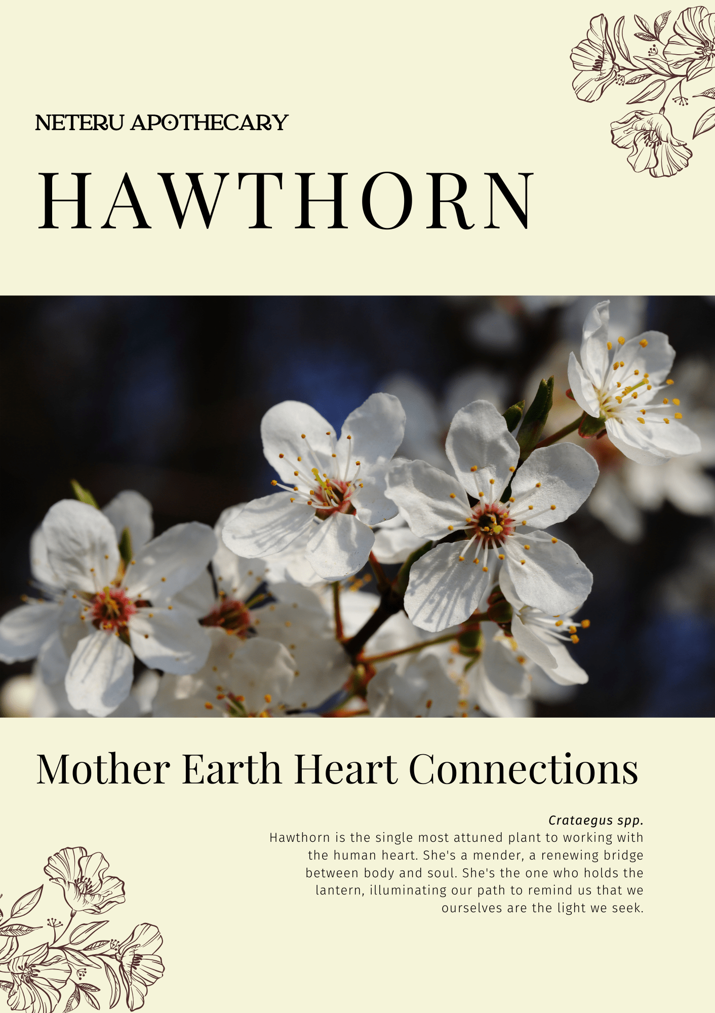 Hawthorn: Sacred Herbalism Booklet (digital) - Ministry of Neteru Apothecary
