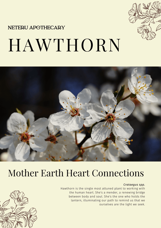 Hawthorn: Sacred Herbalism Booklet (digital) - Ministry of Neteru Apothecary