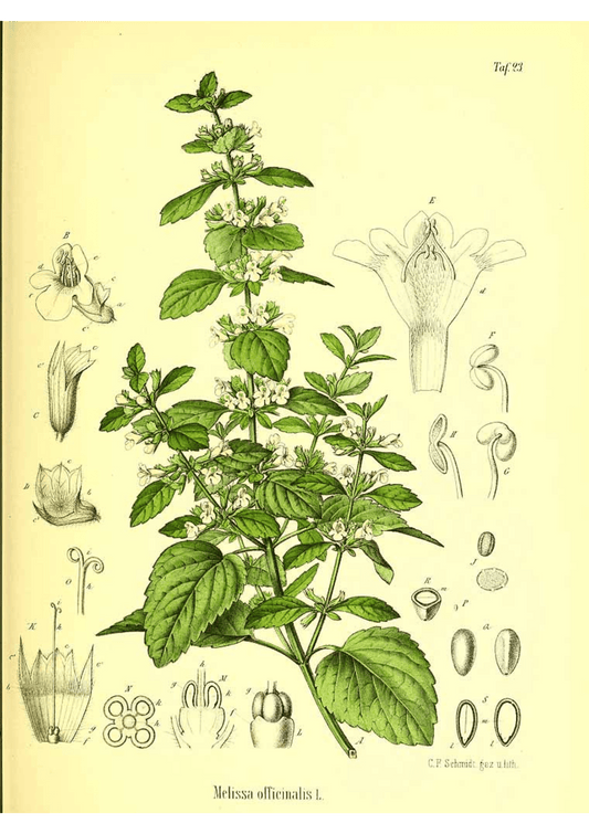 Lemon Balm: Botanical Monograph Worksheet - Ministry of Neteru Apothecary