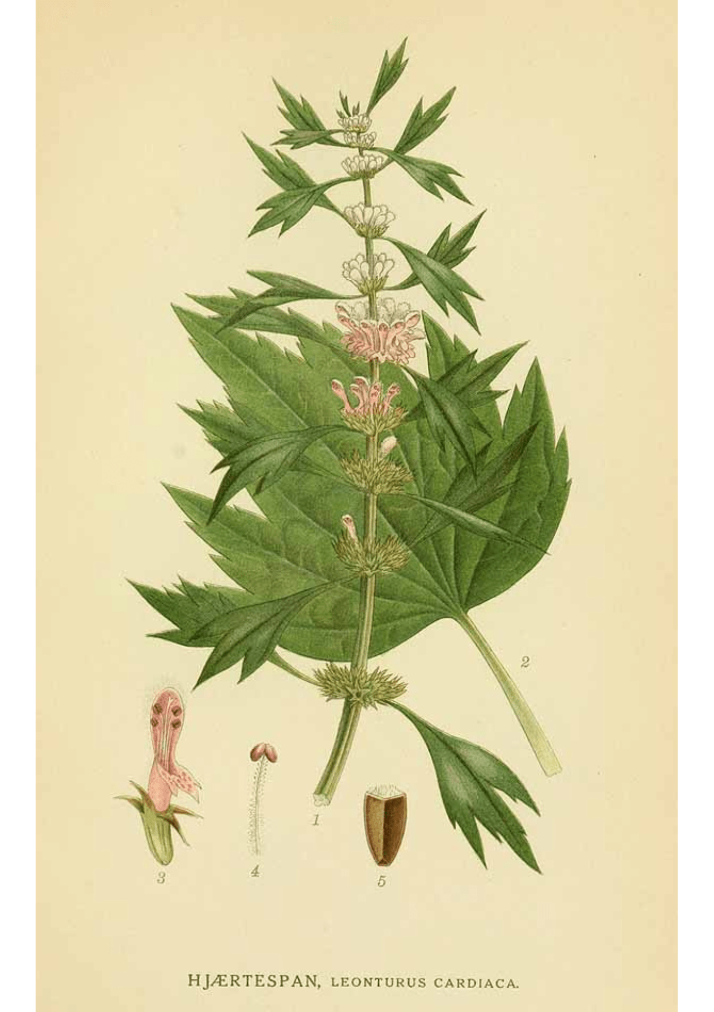 Motherwort: Botanical Monograph Worksheet - Ministry of Neteru Apothecary