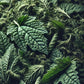 Motherwort Leaf Organic - Ministry of Neteru Apothecary