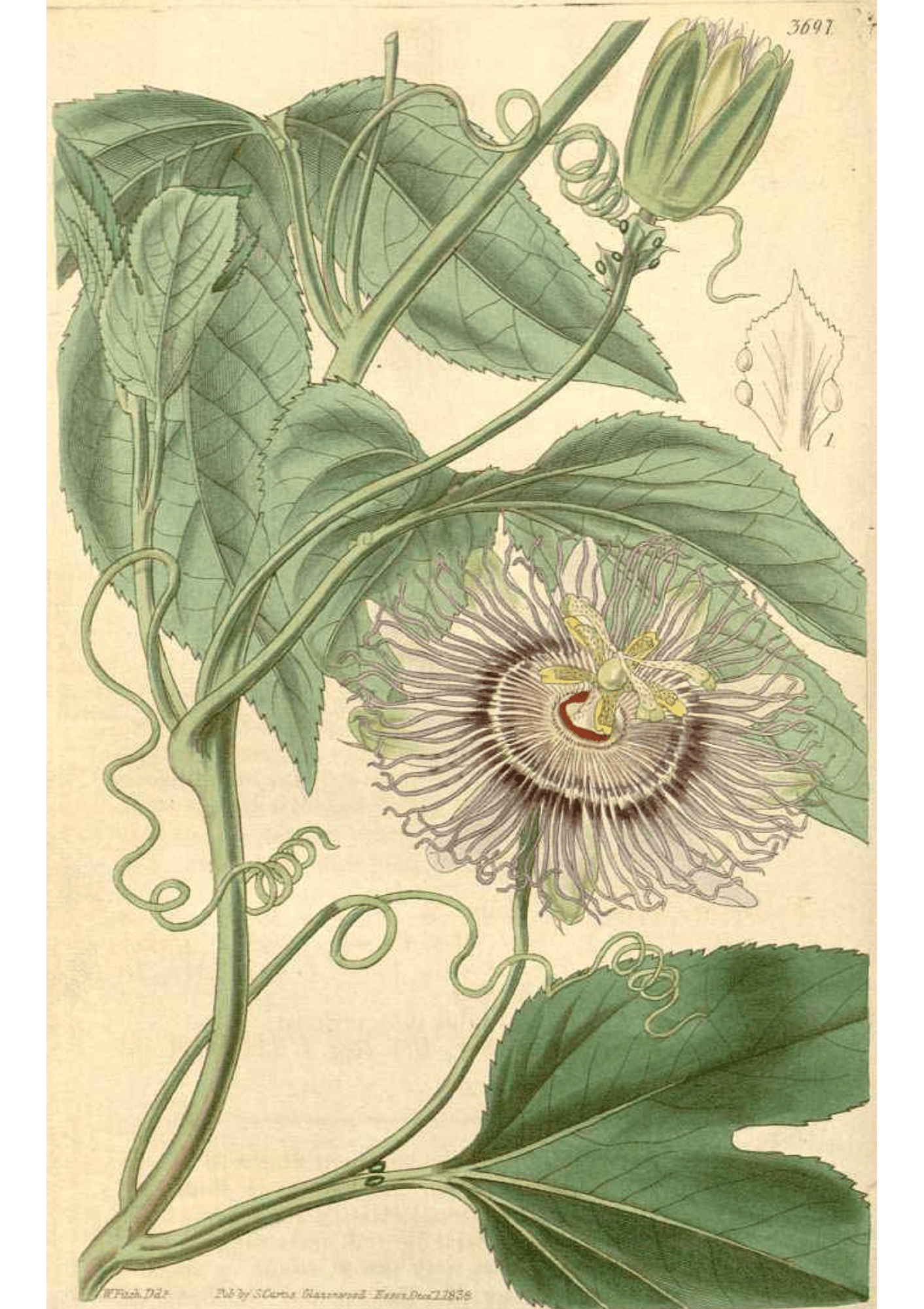 Passionflower: Botanical Monograph Worksheet - Ministry of Neteru Apothecary