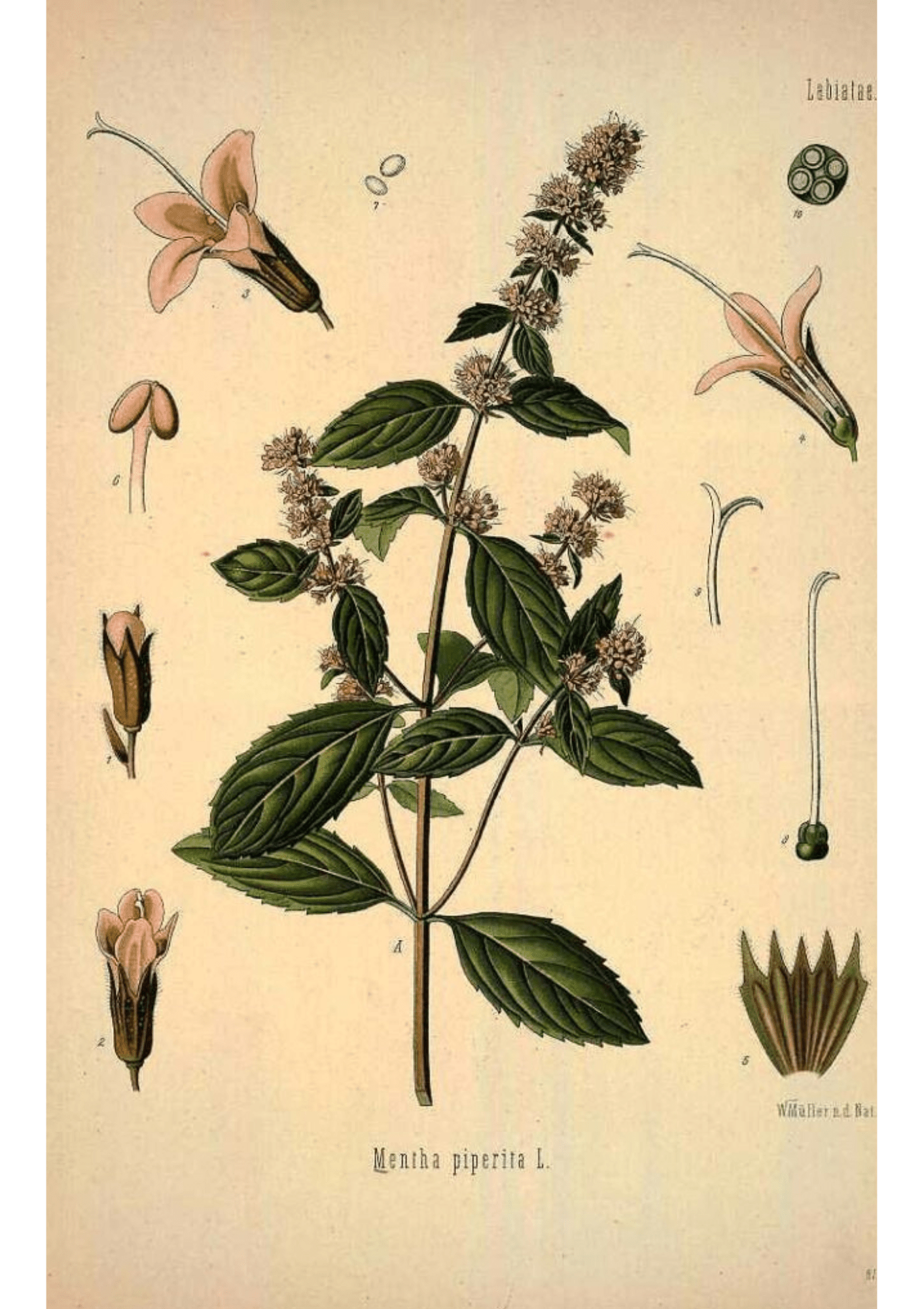 Peppermint: Botanical Monograph Worksheet - Ministry of Neteru Apothecary