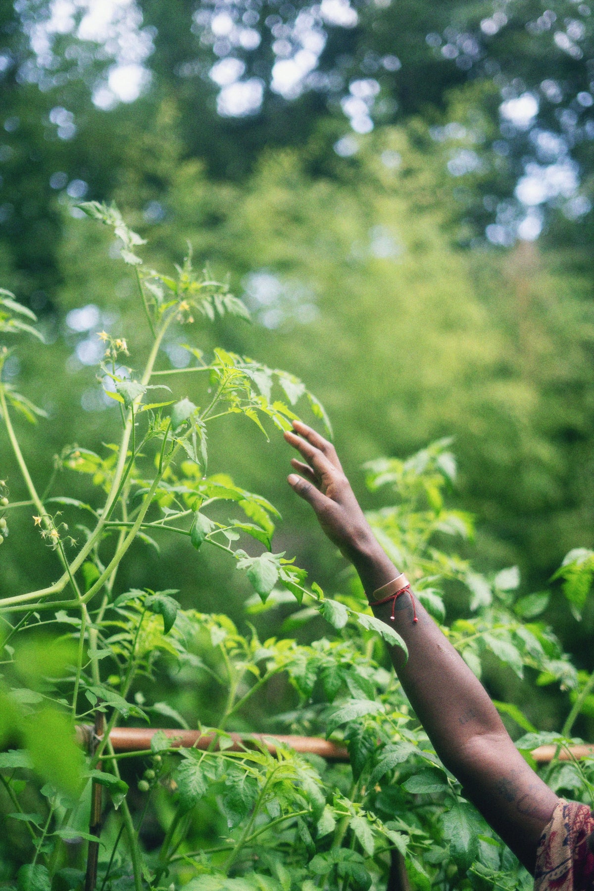 Plant Spirit Medicine Sessions - Neteru Apothecary