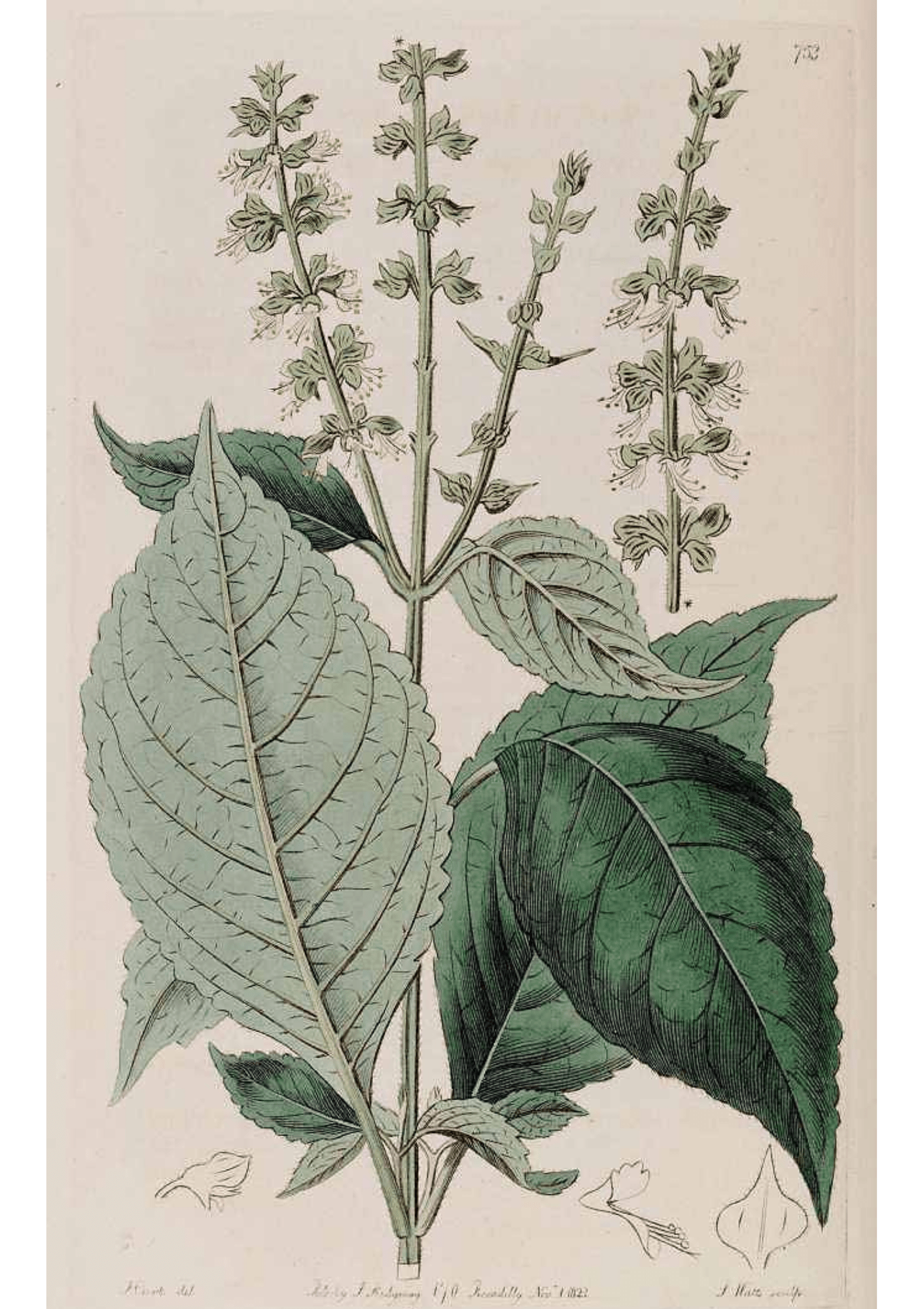 Tulsi: Botanical Monograph Worksheet - Ministry of Neteru Apothecary