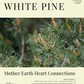 White Pine: Sacred Herbalism Booklet (digital) - Ministry of Neteru Apothecary