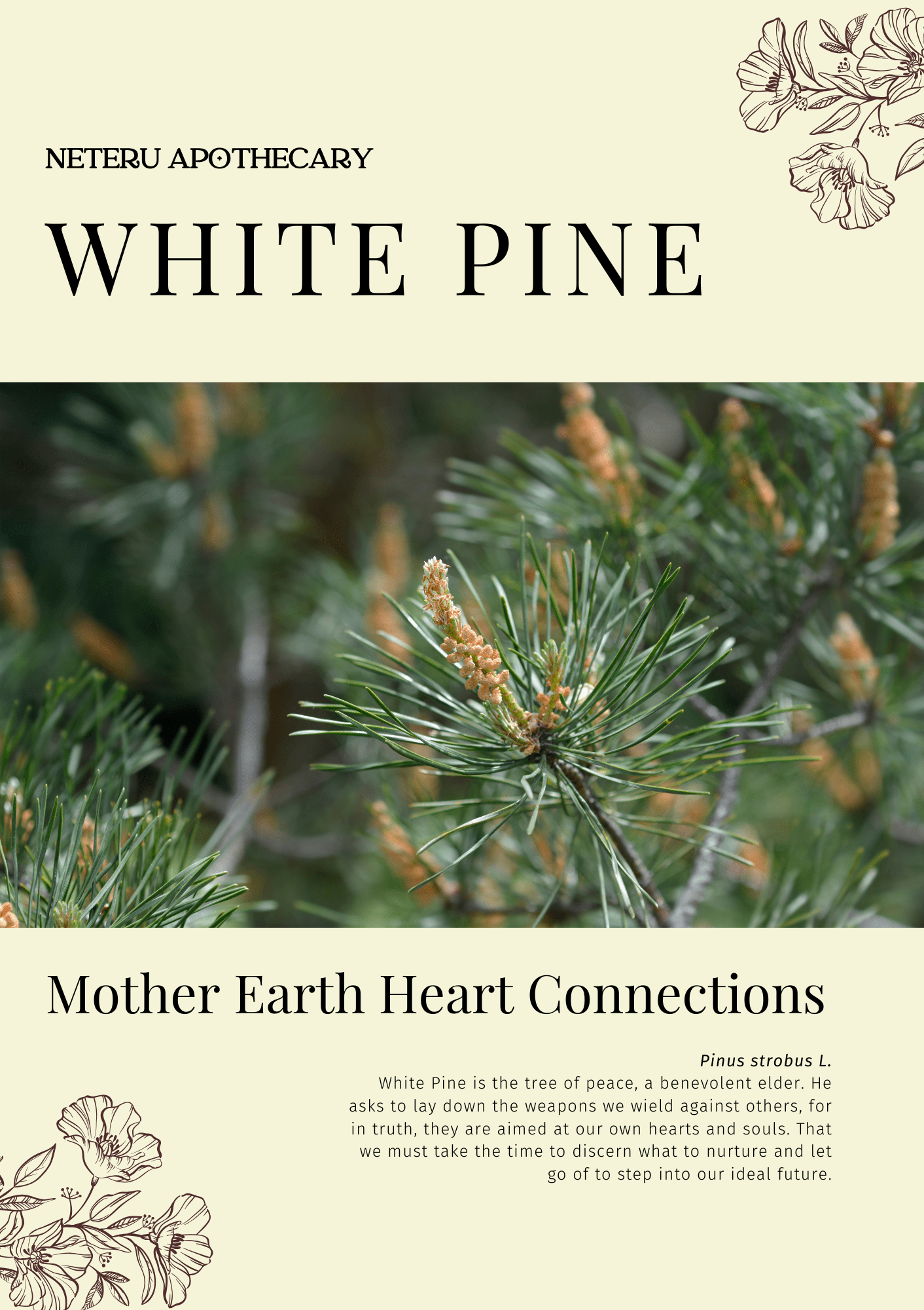 White Pine: Sacred Herbalism Booklet (digital) - Ministry of Neteru Apothecary
