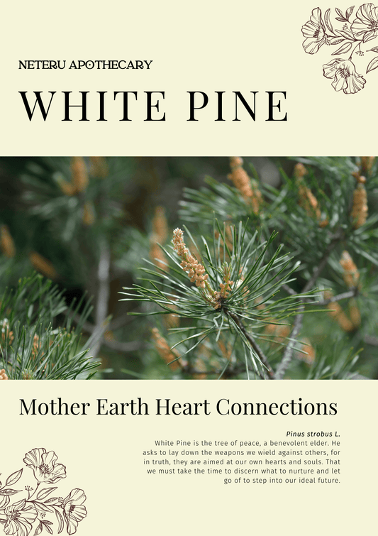 White Pine: Sacred Herbalism Booklet (digital) - Ministry of Neteru Apothecary