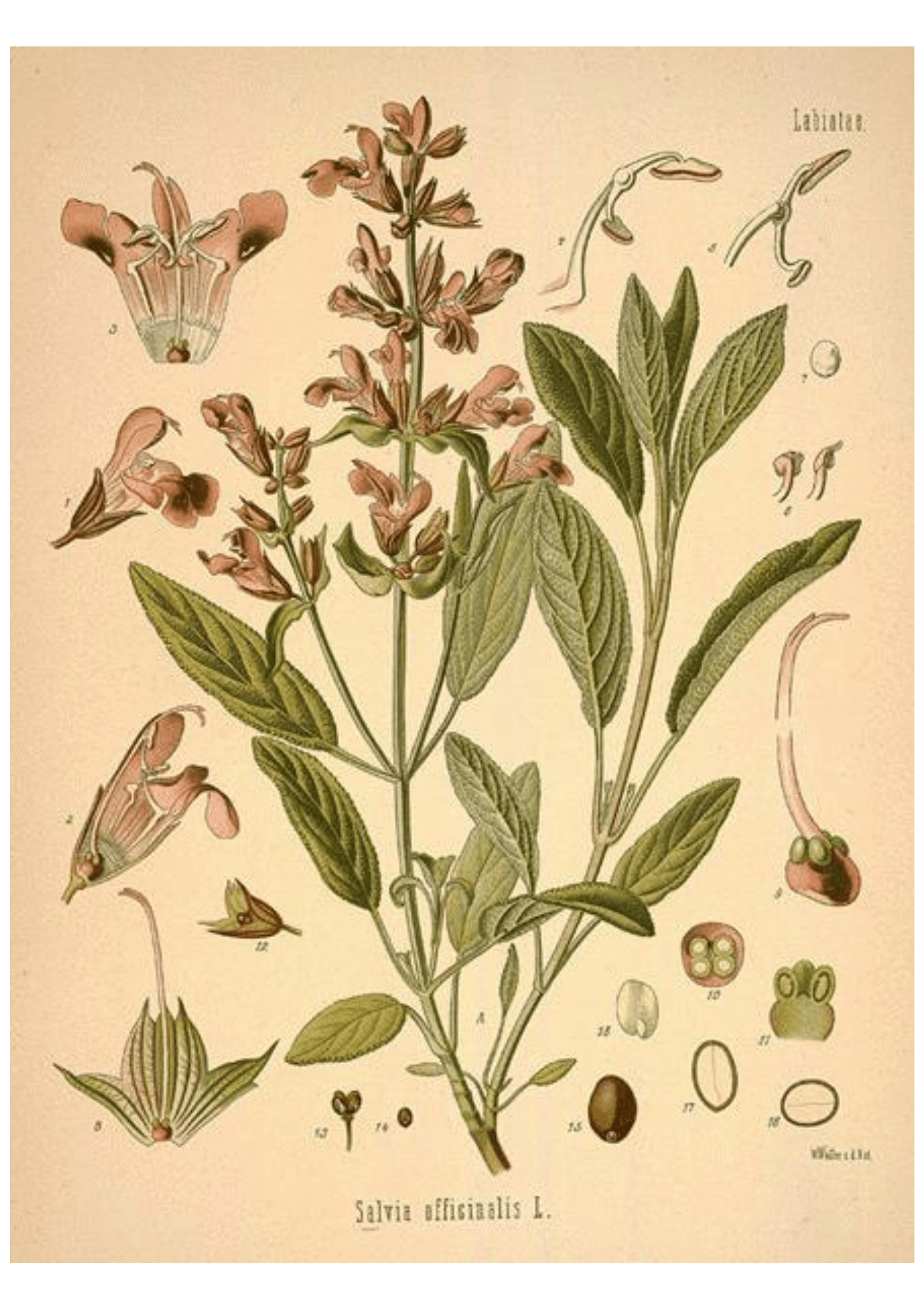 White Sage: Botanical Monograph Worksheet - Ministry of Neteru Apothecary