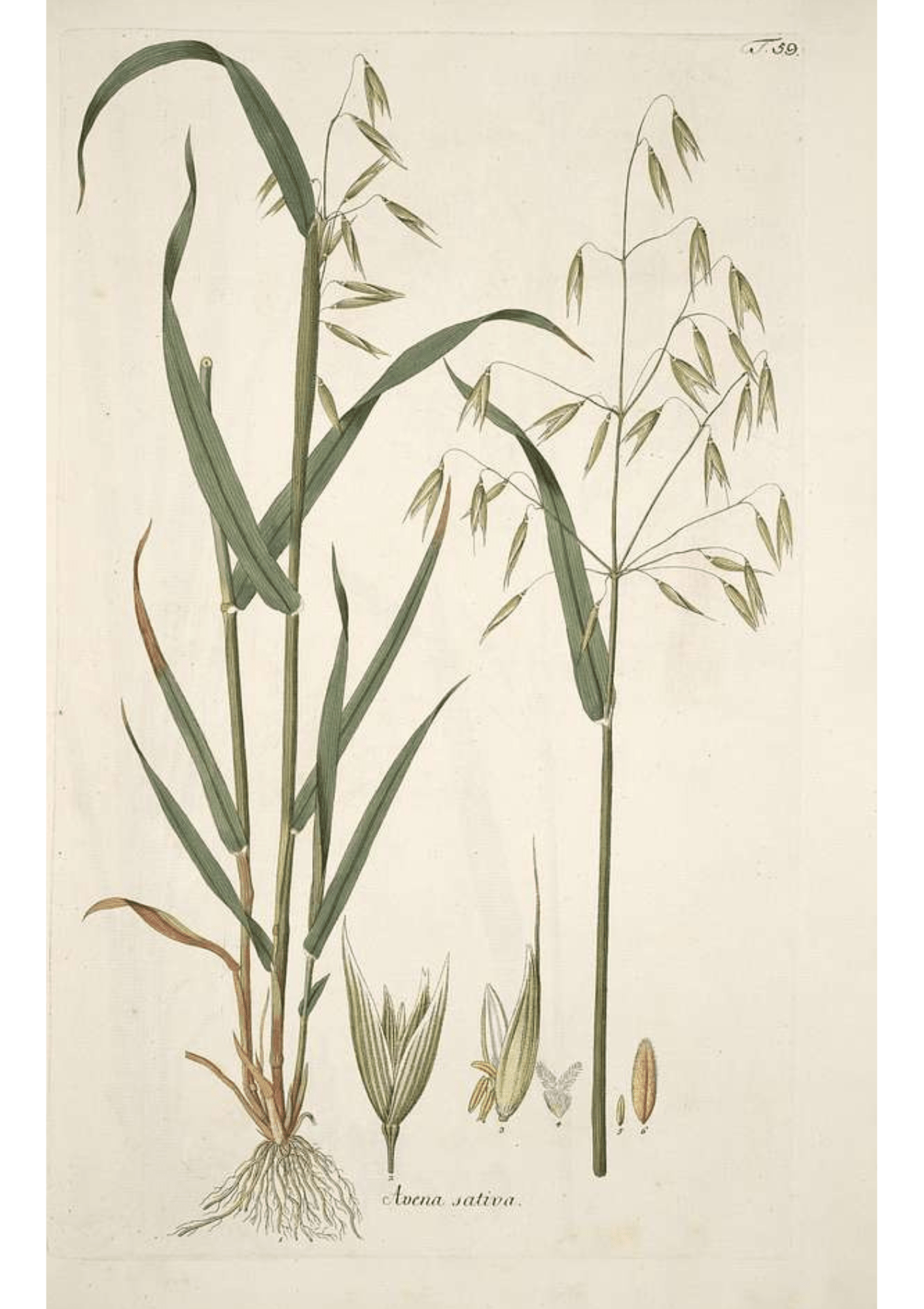 Wild Oat: Botanical Monograph Worksheet - Ministry of Neteru Apothecary