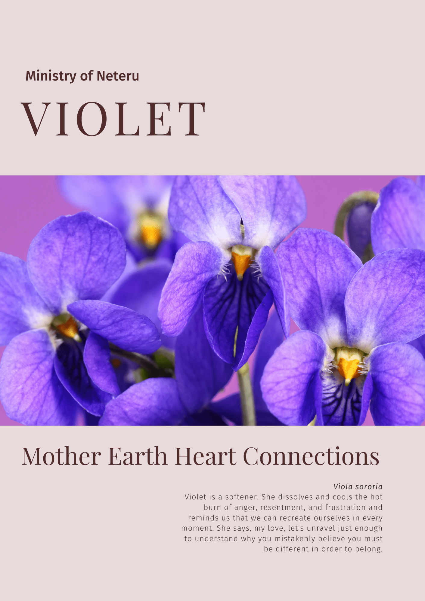 Wild Violet: Plant Connection Booklet (digital) - Ministry of Neteru Apothecary