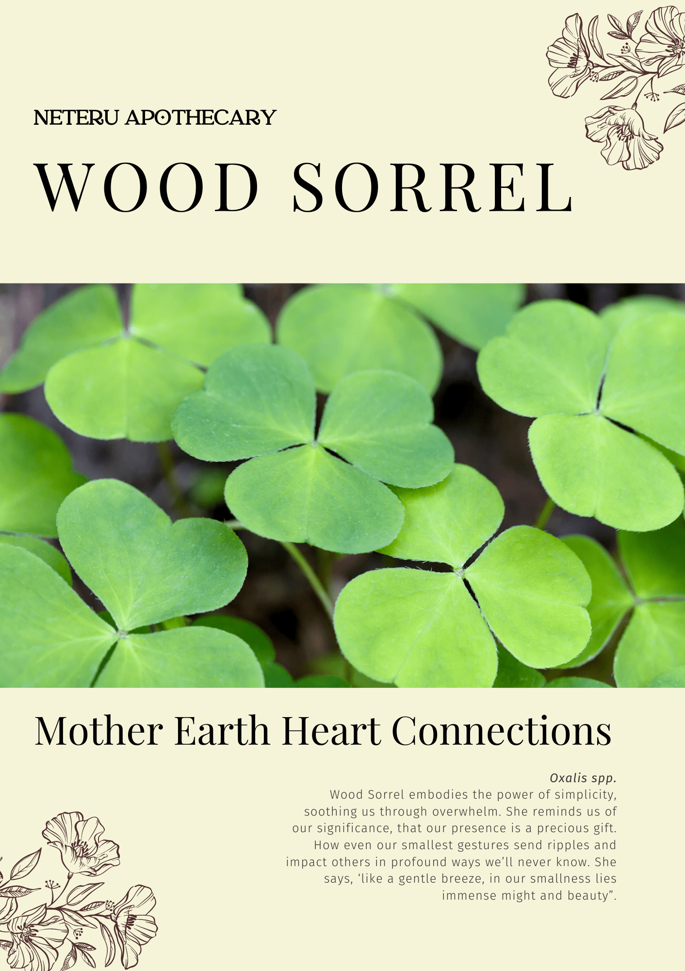 Wood Sorrel: Sacred Herbalism Booklet (digital) - Ministry of Neteru Apothecary