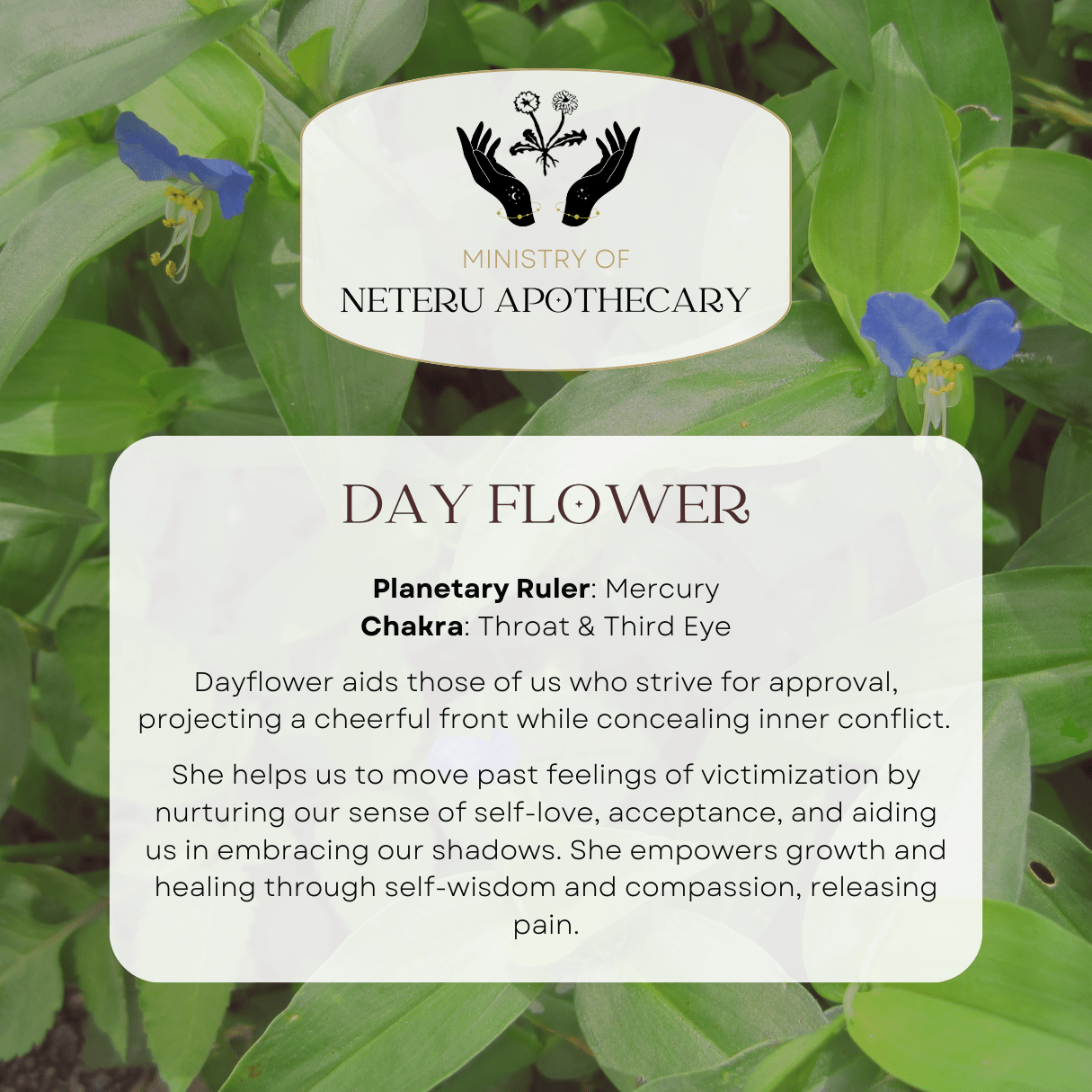 Flower Essences - Ministry of Neteru Apothecary